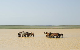 steppe landscape / ***