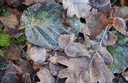 Hoarfrost / ***