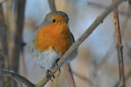 Robin / ***