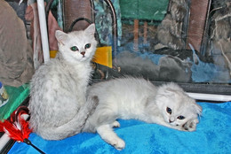 Wating / [img]http://kemclub.ru/photos/3812554.jpg[/img]
