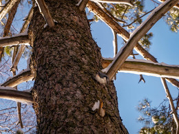 Nuthatch / ***
