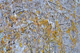First snow / ***