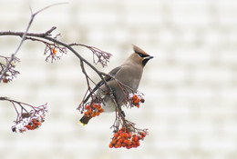 waxwing / ***