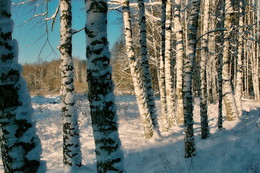 early winter / ***