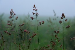 there behind fogs / ***