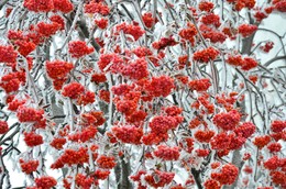 Rowan / ***