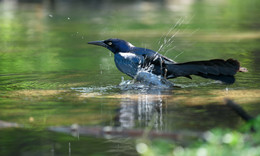 Boat-tailed grackle / ***
