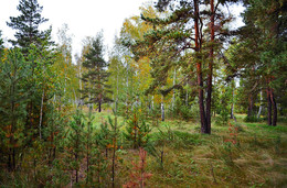 in the autumn forest / ***