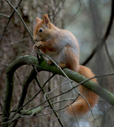 Squirrel / ***