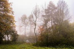 Nebelmorgen im Moor / ***