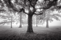 Oak-tree / ***