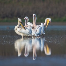 Pelicans / ____