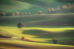 Fields Moravia / ***