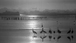 Morning on the lake / ***