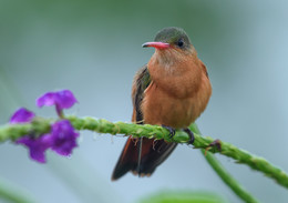 Cinnamon hummingbird / ***
