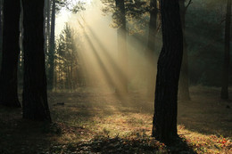 November morning / Sun rays a game only on 4-5 minutes...