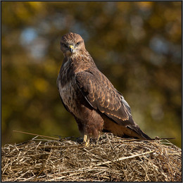 Buzzard / .....