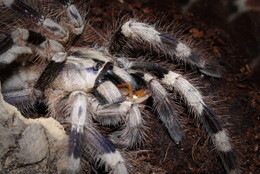 Poecilotheria miranda / ***