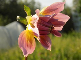 Flower / ***