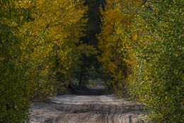 The road to autumn / ***
