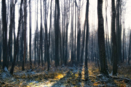 Morning in the forest / ***