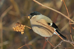 Bullfinch / ***