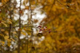 colors of autumn / ***