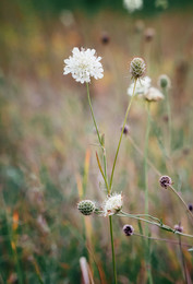 Wildflowers / ***