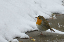 On the eve of winter / ***