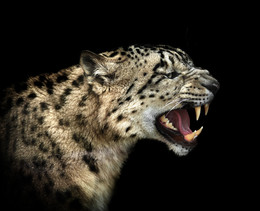 Snow leopard / ***