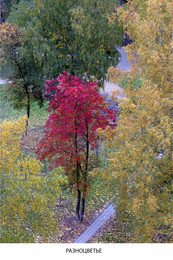 Multicolored autumn / ***