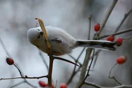 Long-tailed Tit / ***