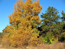 gold autumn / ***
