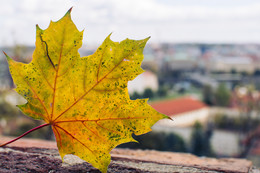 Prague Autumn / ***