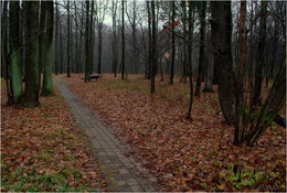 Forest gone cold and the leaves dropped ... / ***