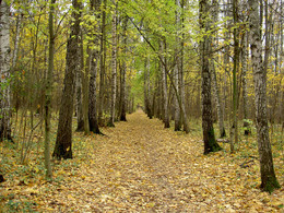 Autumn forest / ***