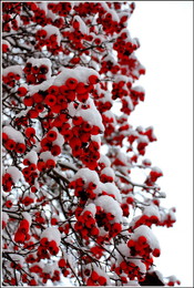 White on red / ***