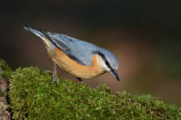 Nuthatch / ***