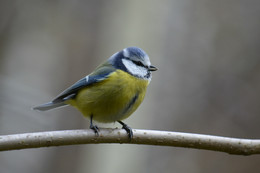 Blue tit / ***