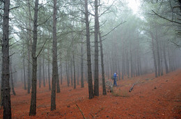 Pine forest / ***