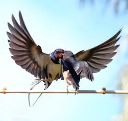 Swallows / ***