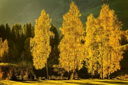 im goldenen Licht / ein paar Birken werden im goldenen Herbstlicht zu den Helden dieser Landschaft und dieses Bildes.