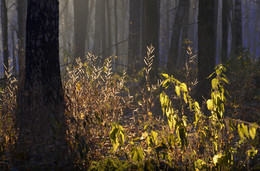 Autumn light ... / Nikon D7000