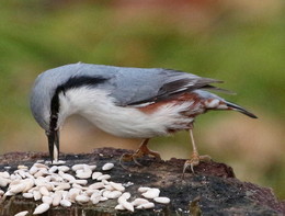 Nuthatch / ***