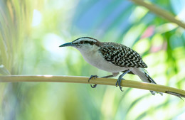 Rufous-naped Wren ~ Campylorhynchus rufinucha / ***