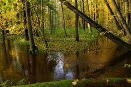 Reflection of autumn / ***