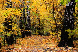 Autumn path. / ***