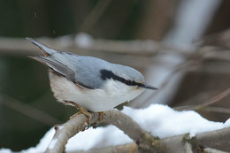 Nuthatch / ***