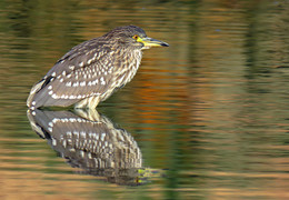 Heron / ***
