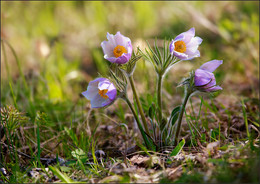 Primroses / ***